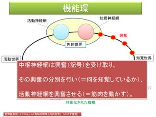 対世界
活動神経網 知覚神経網
興奮（記号）
興奮
対世界
運動形態
興奮核の平面構造
 