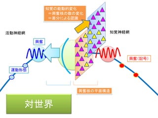対空間
活動神経網 知覚神経網
興奮（記号）
興奮
対空間
運動形態
興奮核の立体構造
＝三半規管の発達
 