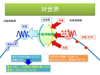 本日のメニュー
• 序章 前置き
• 第一章 ユクスキュルの生物学
• 第二章 ギブソンの生態学的心理学
2-1) アフォーダンス
2-2） オプティカル・フロー
• 第三章 人工知能
• 第四章 ベルンシュタインの運動学
• 第五章 ベルクソンの哲学
 