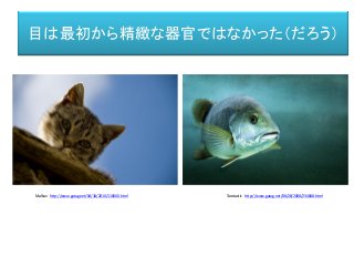目は最初から精緻な器官ではなかった（だろう）
Malkav http://www.gatag.net/04/18/2010/110000.html Tarotastic http://www.gatag.net/08/28/2008/234848.html
 