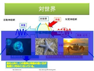対世界
活動神経網 知覚神経網
興奮（記号）
興奮
対世界
興奮
興奮
興奮
運動形態
さまざまな興奮（＝記号）の
組み合わせから、事物を分別する。
特定の筋肉を動かすように
興奮を促す。
中枢神経網
進化と共に、この筋肉と神経の使い方が
高度に（巧みに）なっている。
http://pictkan.com/ http://coneta.jp/2705.html/img_0934
 