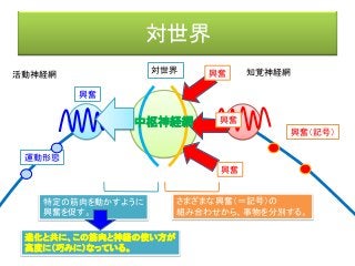 対世界
活動神経網 知覚神経網
興奮（記号）
興奮
対世界
興奮
興奮
興奮
運動形態
さまざまな興奮（＝記号）の
組み合わせから、事物を分別する。
特定の筋肉を動かすように
興奮を促す。
中枢神経網
進化と共に、この筋肉と神経の使い方が
高度に（巧みに）なっている。
 