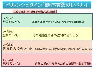 ベルンシュタイン「動作構築のレベル」
生成の順番 ＝ 進化で獲得して来た順番
レベルD
行為のレベル 運動を連鎖させて行為を作り出す（連鎖構造）
レベルC
空間のレベル その運動を周囲の空間に合わせる
レベルA
緊張のレベル 身体の静的な姿勢のための微調整（動的平衡）
レベルB
筋-関節リンクのレベル 関節の連合による運動の原型の生成（動作のリズム）
 