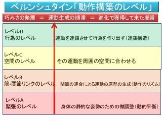 ベルンシュタイン「動作構築のレベル」
巧みさの発展 ＝ 運動生成の順番 ＝ 進化で獲得して来た順番
レベルD
行為のレベル 運動を連鎖させて行為を作り出す（連鎖構造）
レベルC
空間のレベル その運動を周囲の空間に合わせる
レベルA
緊張のレベル 身体の静的な姿勢のための微調整（動的平衡）
レベルB
筋-関節リンクのレベル 関節の連合による運動の原型の生成（動作のリズム）
 