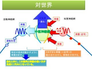 対世界
活動神経網 知覚神経網
興奮（記号）
興奮
対世界
興奮
興奮
興奮
運動形態
さまざまな興奮（＝記号）の
組み合わせから、事物を分別する。
特定の筋肉を動かすように
興奮を促す。
中枢神経網
進化と共に、この筋肉と神経の使い方が
高度に（巧みに）なっている。
進化
 
