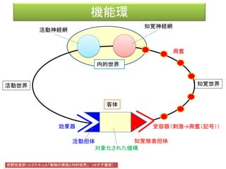 • 客体上の活動担体と知覚微表担体は、客体自身の「対象化さ
れた機構」によって連結されている。
• このようにして、主体と客体を連結する環が閉じられる。わたし
はこれを「機能環」（Funktionskreis）と呼ぶことにしたい。（p.75）
ユクスキュル「動物の環境と内的世界」
(原著：1921, 前野佳彦訳:2012)
 