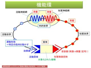 世界無限
こうした諸々の機能環によって、すべての動物の、その固有の環境と
緊密に連結される。 ユクスキュル「動物の環境と内的世界」(原著：1921, 前野佳彦訳:2012)
 