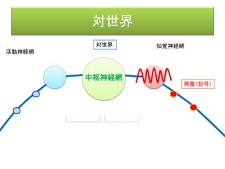 ニワトリの環世界を研究する実験
雛の足をくくって、親鳥が怒るかを見る。
（上）雛の声が聞こえないように透明ドームをする。
（下）見えないように。ついたてだけ
実験
結果
（上） 親鳥は無視。
（下） 見えないのに助けに行こうとする。
結論
ニワトリにとって、雛の姿は重要ではない。
その声によって認識しているのが、
ニワトリの環世界。
（見えていないわけではない）
ユクスキュル/クリサート、 「生物から見た世界」 （岩波文庫）
 