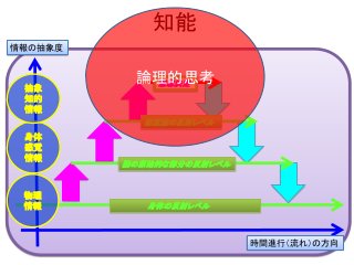 知能
身体の反射レベル
脳の原始的な部分の反射レベル
無意識の反射レベル
意志決定
物理
情報
身体
感覚
情報
抽象
知的
情報
情報の抽象度
時間進行（流れ）の方向
論理的思考
 