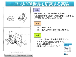 ニワトリの環世界を研究する実験
雛の足をくくって、親鳥が怒るかを見る。
（上）雛の声が聞こえないように透明ドームをする。
（下）見えないように。ついたてだけ
実験
結果
（上） 親鳥は無視。
（下） 見えないのに助けに行こうとする。
結論
ニワトリにとって、雛の姿は重要ではない。
その声によって認識しているのが、
ニワトリの環世界。
（見えていないわけではない）
ユクスキュル/クリサート、 「生物から見た世界」 （岩波文庫）
 