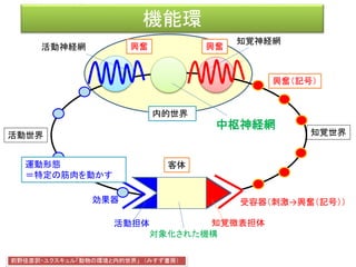 機能環
効果器 受容器（刺激→興奮（記号））
客体
活動神経網
知覚神経網
前野佳彦訳・ユクスキュル「動物の環境と内的世界」 （みすず書房）
知覚世界活動世界
知覚微表担体
対象化された機構
活動担体
内的世界
興奮（記号）
興奮興奮
運動形態
＝特定の筋肉を動かす
中枢神経網
 