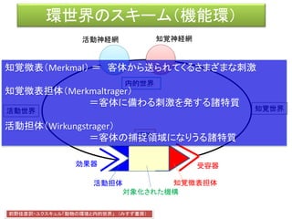 環世界のスキーム（機能環）
効果器 受容器
客体
活動神経網 知覚神経網
前野佳彦訳・ユクスキュル「動物の環境と内的世界」 （みすず書房）
知覚世界活動世界
知覚微表担体
対象化された機構
活動担体
内的世界
知覚微表（Merkmal） ＝ 客体から送られてくるさまざまな刺激
知覚微表担体（Merkmaltrager）
＝客体に備わる刺激を発する諸特質
活動担体（Wirkungstrager）
＝客体の捕捉領域になりうる諸特質
 
