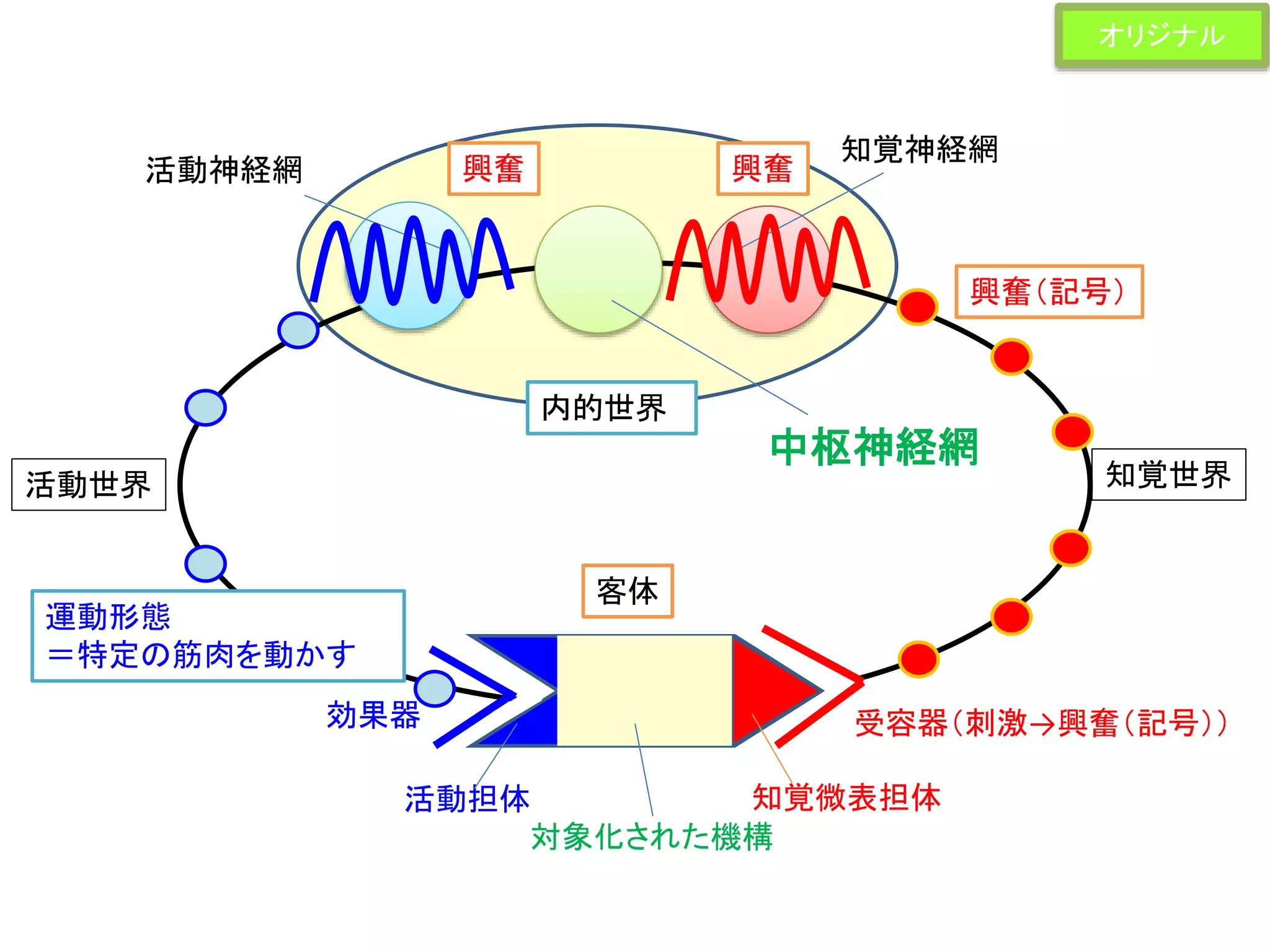 効果器 受容器（刺激→興奮（記号））
客体
活動神経網
知覚神経網
知覚世界活動世界
知覚微表担体
対象化された機構
活動担体
内的世界
興奮（記号）
興奮興奮
運動形態
＝特定の筋肉を動かす
中枢神経網
オリジナル
 
