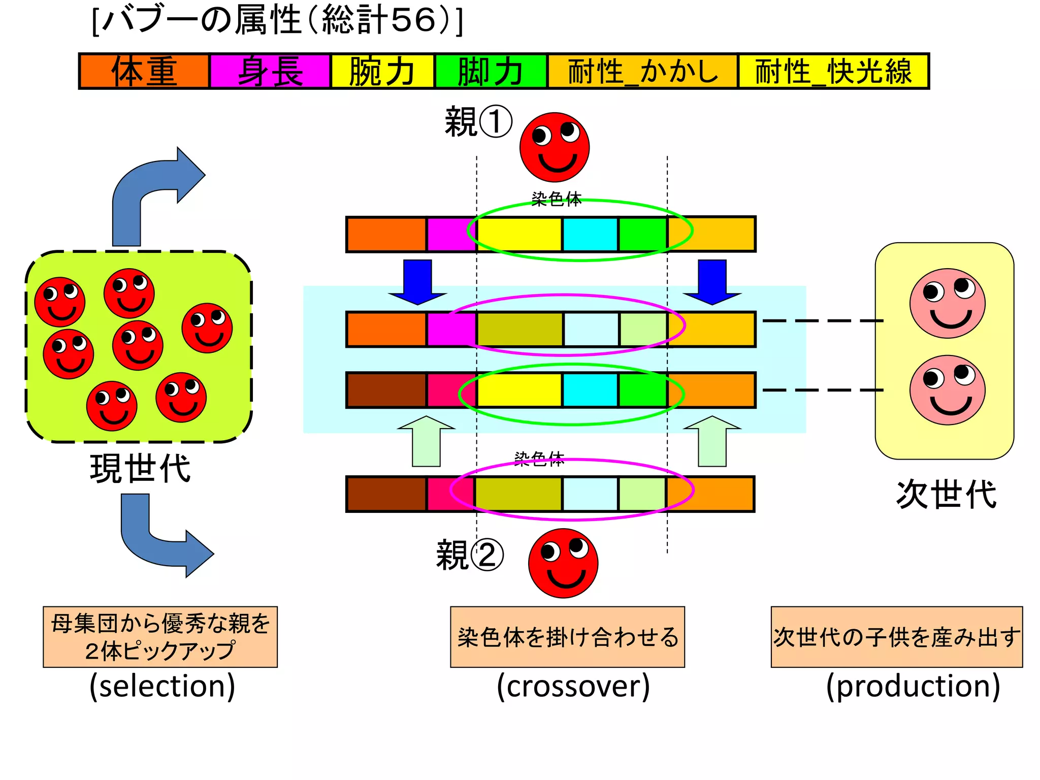 遺伝子
染色体
次世代
親①
親②
母集団から優秀な親を
２体ピックアップ
染色体を掛け合わせる 次世代の子供を産み出す
(selection) (crossover) (production)
現世代
遺伝子
染色体
遺伝子身長 耐性_快光線腕力 脚力 耐性_かかし体重
[バブーの属性（総計５６）]
 