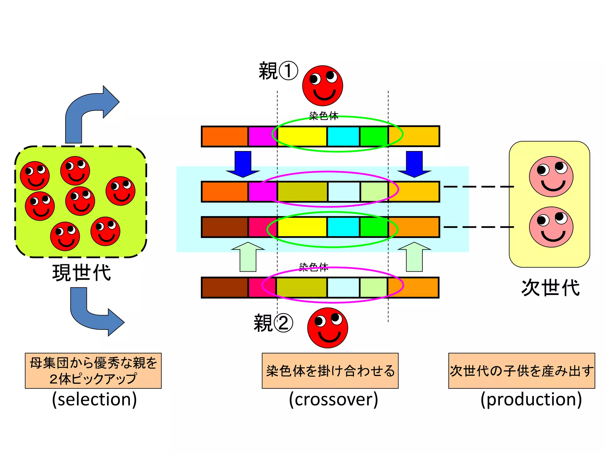 遺伝子
染色体
次世代
親①
親②
母集団から優秀な親を
２体ピックアップ
染色体を掛け合わせる 次世代の子供を産み出す
(selection) (crossover) (production)
現世代
遺伝子
染色体
 