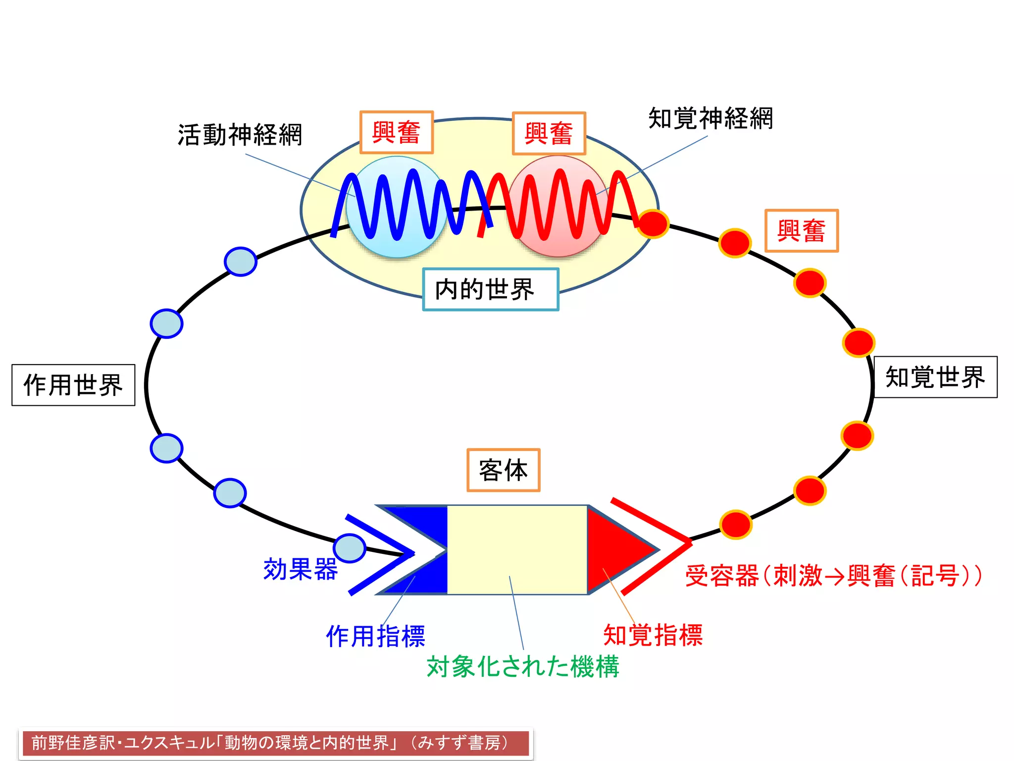効果器 受容器（刺激→興奮（記号））
客体
活動神経網
知覚神経網
前野佳彦訳・ユクスキュル「動物の環境と内的世界」 （みすず書房）
知覚世界作用世界
知覚指標
対象化された機構
作用指標
内的世界
興奮
興奮興奮
 