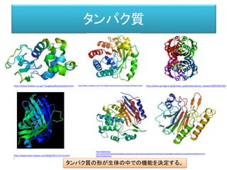 タンパク質
• タンパク質はアミノ酸を数珠つなぎにしたもの。
http://recruit.watanabechem.co.jp/main/amino.html
 