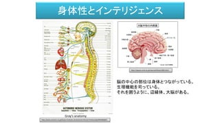 身体性とインテリジェンス
Gray’s anatomy
脳の中心の部位は身体とつながっている。
生理機能を司っている。
それを囲うように、辺縁体、大脳がある。
http://square.umin.ac.jp/neuroinf/brain/005.html
http://www.amazon.co.jp/Grays-Anatomy-Anatomical-Clinical-Practice/dp/0443066841
 