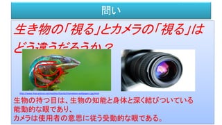 問い
生き物の「視る」とカメラの「視る」は
どう違うだろうか？
http://www.free-picture.net/reptiles/lizards/chameleon-wallpapers.jpg.html
生物の持つ目は、生物の知能と身体と深く結びついている
能動的な眼であり、
カメラは使用者の意思に従う受動的な眼である。
 