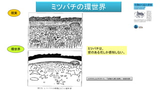 ミツバチの環世界
現実
環世界 ミツバチは、
密のある花しか感知しない。
ユクスキュル/クリサート、 「生物から見た世界」 （岩波文庫）
 