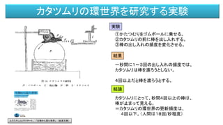 カタツムリの環世界を研究する実験
①かたつむりをゴムボールに乗せる。
②カタツムリの前に棒を出し入れする。
③棒の出し入れの頻度を変化させる。
実験
結果
一秒間に１～３回の出し入れの頻度では、
カタツムリは棒を渡ろうとしない。
４回以上だと棒を渡ろうとする。
結論
カタツムリにとって、秒間４回以上の棒は、
棒が止まって見える。
＝カタツムリの環世界の更新頻度は、
４回以下。（人間は１８回/秒程度）
ユクスキュル/クリサート、 「生物から見た世界」 （岩波文庫）
 