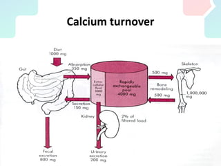 Calcium turnover
 