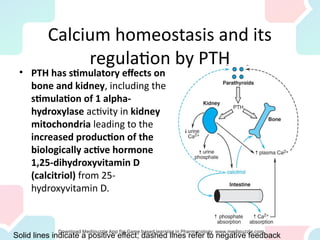 Calcium homeostasis and its
regulation by PTH
• PTH has stimulatory effects on
bone and kidney, including the
stimulation of 1 alpha-
hydroxylase activity in kidney
mitochondria leading to the
increased production of the
biologically active hormone
1,25-dihydroxyvitamin D
(calcitriol) from 25-
hydroxyvitamin D.
Solid lines indicate a positive effect; dashed lines refer to negative feedback
 