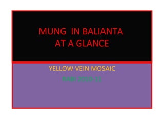 YELLOW VEIN MOSAIC RABI 2010-11 MUNG  IN BALIANTA  AT A GLANCE 