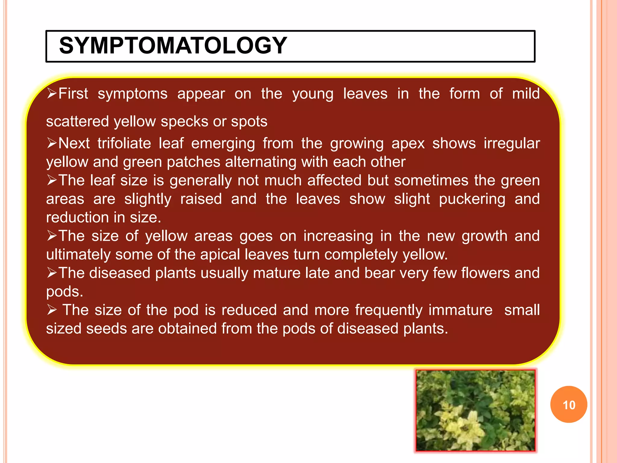 SYMPTOMATOLOGY
10
First symptoms appear on the young leaves in the form of mild
scattered yellow specks or spots
Next trifoliate leaf emerging from the growing apex shows irregular
yellow and green patches alternating with each other
The leaf size is generally not much affected but sometimes the green
areas are slightly raised and the leaves show slight puckering and
reduction in size.
The size of yellow areas goes on increasing in the new growth and
ultimately some of the apical leaves turn completely yellow.
The diseased plants usually mature late and bear very few flowers and
pods.
 The size of the pod is reduced and more frequently immature small
sized seeds are obtained from the pods of diseased plants.
 