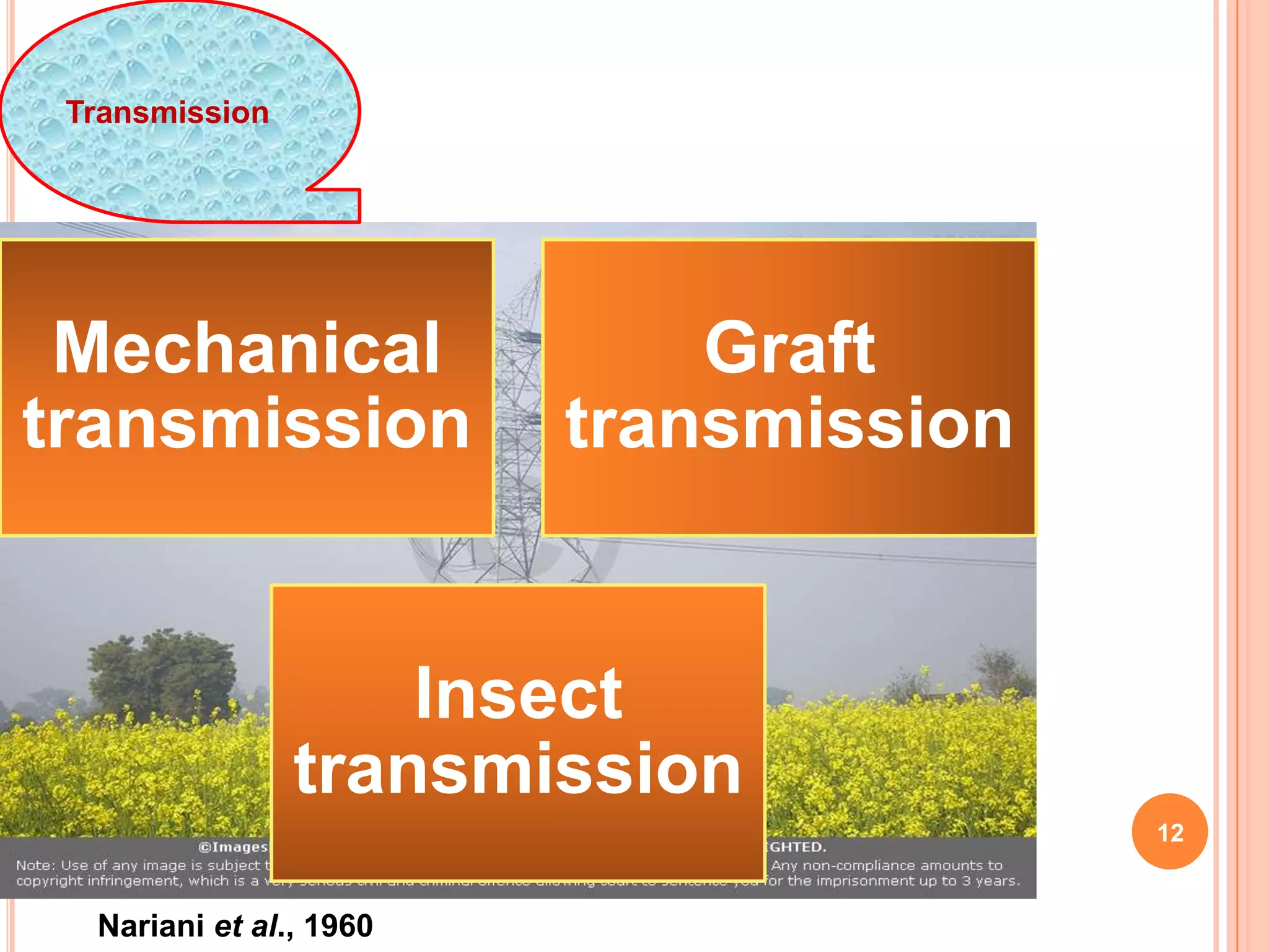 12
Mechanical
transmission
Graft
transmission
Insect
transmission
Transmission
Nariani et al., 1960
 
