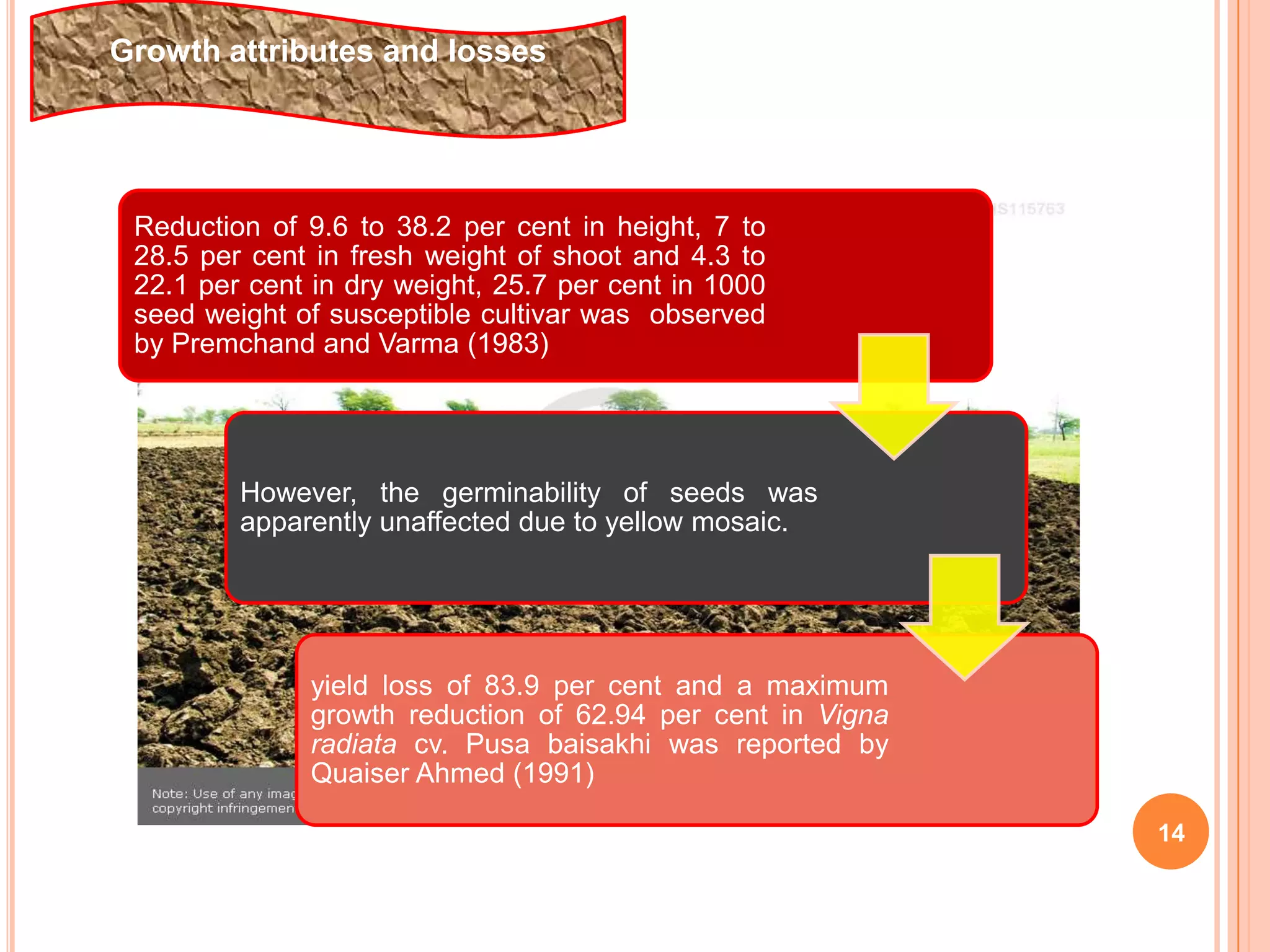 14
Growth attributes and losses
Reduction of 9.6 to 38.2 per cent in height, 7 to
28.5 per cent in fresh weight of shoot and 4.3 to
22.1 per cent in dry weight, 25.7 per cent in 1000
seed weight of susceptible cultivar was observed
by Premchand and Varma (1983)
However, the germinability of seeds was
apparently unaffected due to yellow mosaic.
yield loss of 83.9 per cent and a maximum
growth reduction of 62.94 per cent in Vigna
radiata cv. Pusa baisakhi was reported by
Quaiser Ahmed (1991)
 