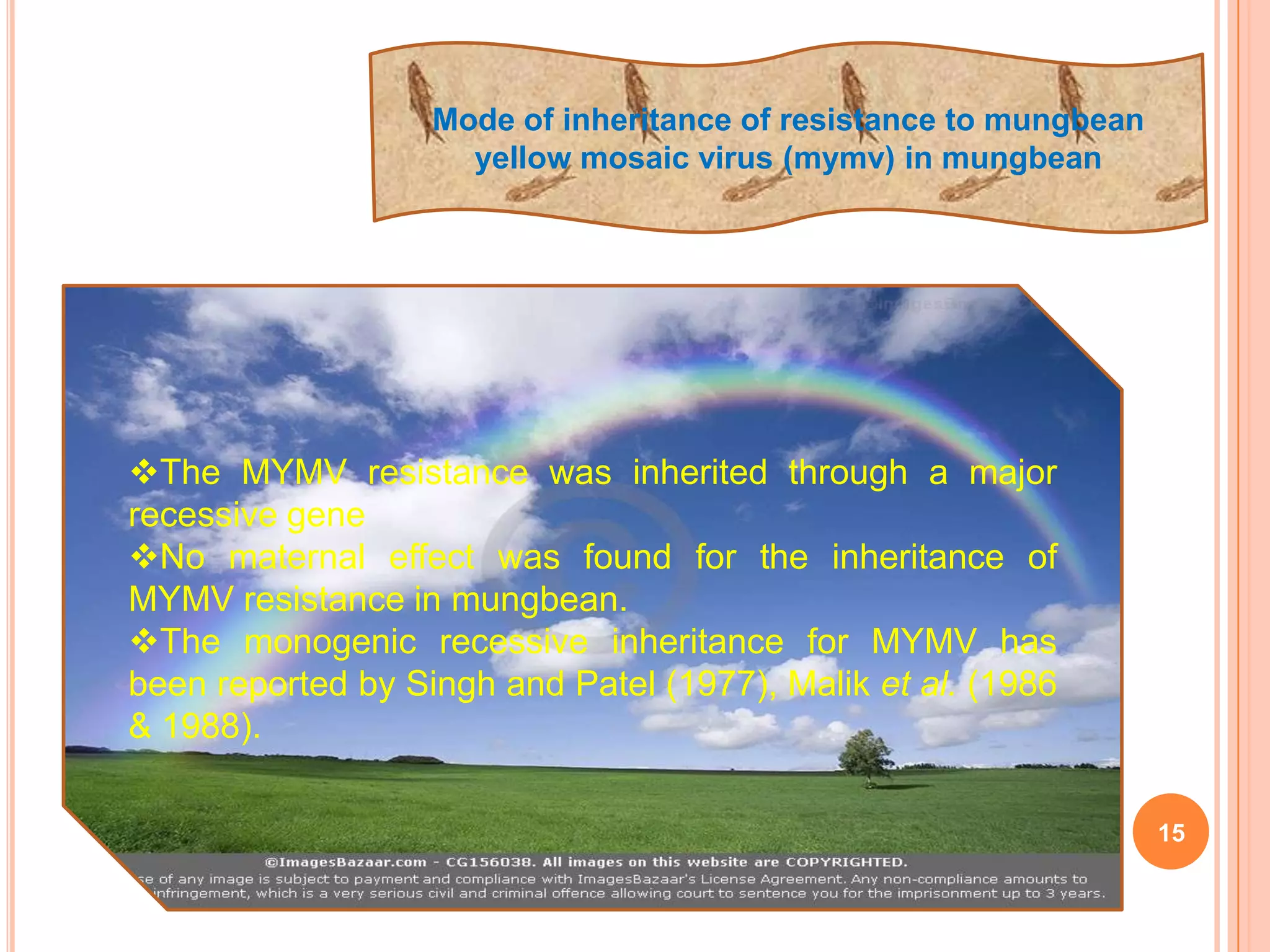 15
Mode of inheritance of resistance to mungbean
yellow mosaic virus (mymv) in mungbean
The MYMV resistance was inherited through a major
recessive gene
No maternal effect was found for the inheritance of
MYMV resistance in mungbean.
The monogenic recessive inheritance for MYMV has
been reported by Singh and Patel (1977), Malik et al. (1986
& 1988).
 