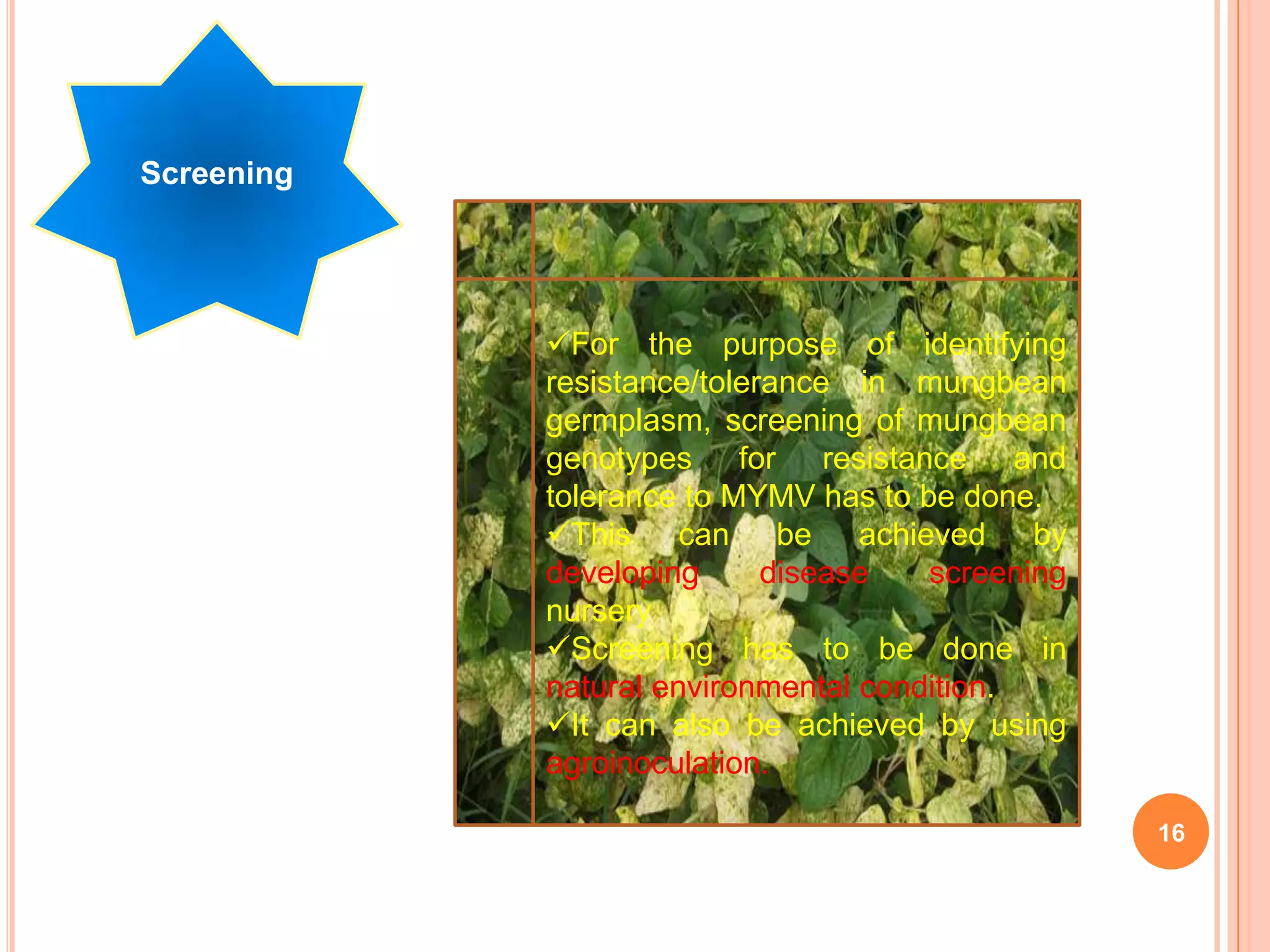 16
Screening
For the purpose of identifying
resistance/tolerance in mungbean
germplasm, screening of mungbean
genotypes for resistance and
tolerance to MYMV has to be done.
This can be achieved by
developing disease screening
nursery
Screening has to be done in
natural environmental condition.
It can also be achieved by using
agroinoculation.
 