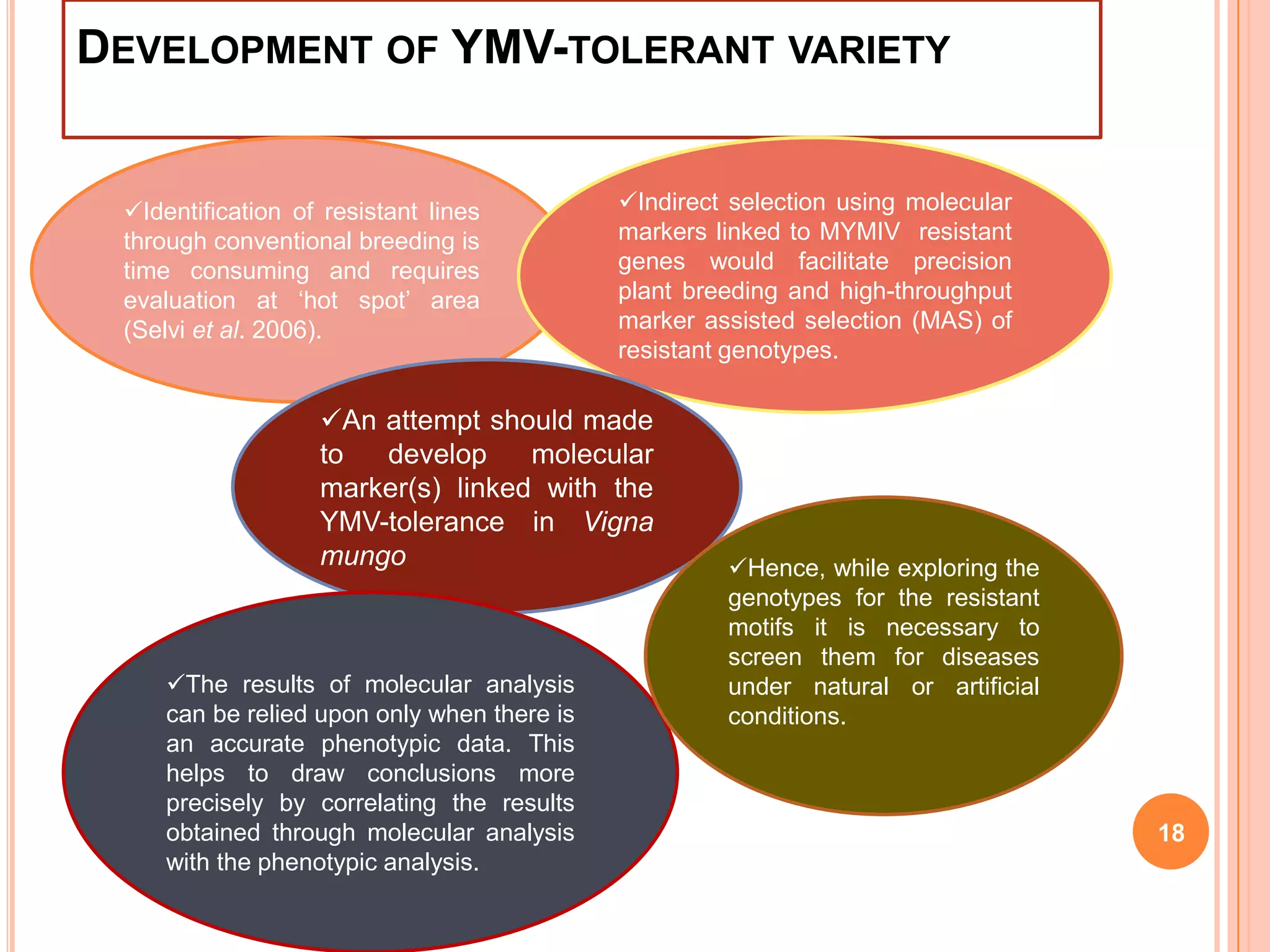 DEVELOPMENT OF YMV-TOLERANT VARIETY
18
Identification of resistant lines
through conventional breeding is
time consuming and requires
evaluation at ‘hot spot’ area
(Selvi et al. 2006).
Indirect selection using molecular
markers linked to MYMIV resistant
genes would facilitate precision
plant breeding and high-throughput
marker assisted selection (MAS) of
resistant genotypes.
An attempt should made
to develop molecular
marker(s) linked with the
YMV-tolerance in Vigna
mungo
The results of molecular analysis
can be relied upon only when there is
an accurate phenotypic data. This
helps to draw conclusions more
precisely by correlating the results
obtained through molecular analysis
with the phenotypic analysis.
Hence, while exploring the
genotypes for the resistant
motifs it is necessary to
screen them for diseases
under natural or artificial
conditions.
 