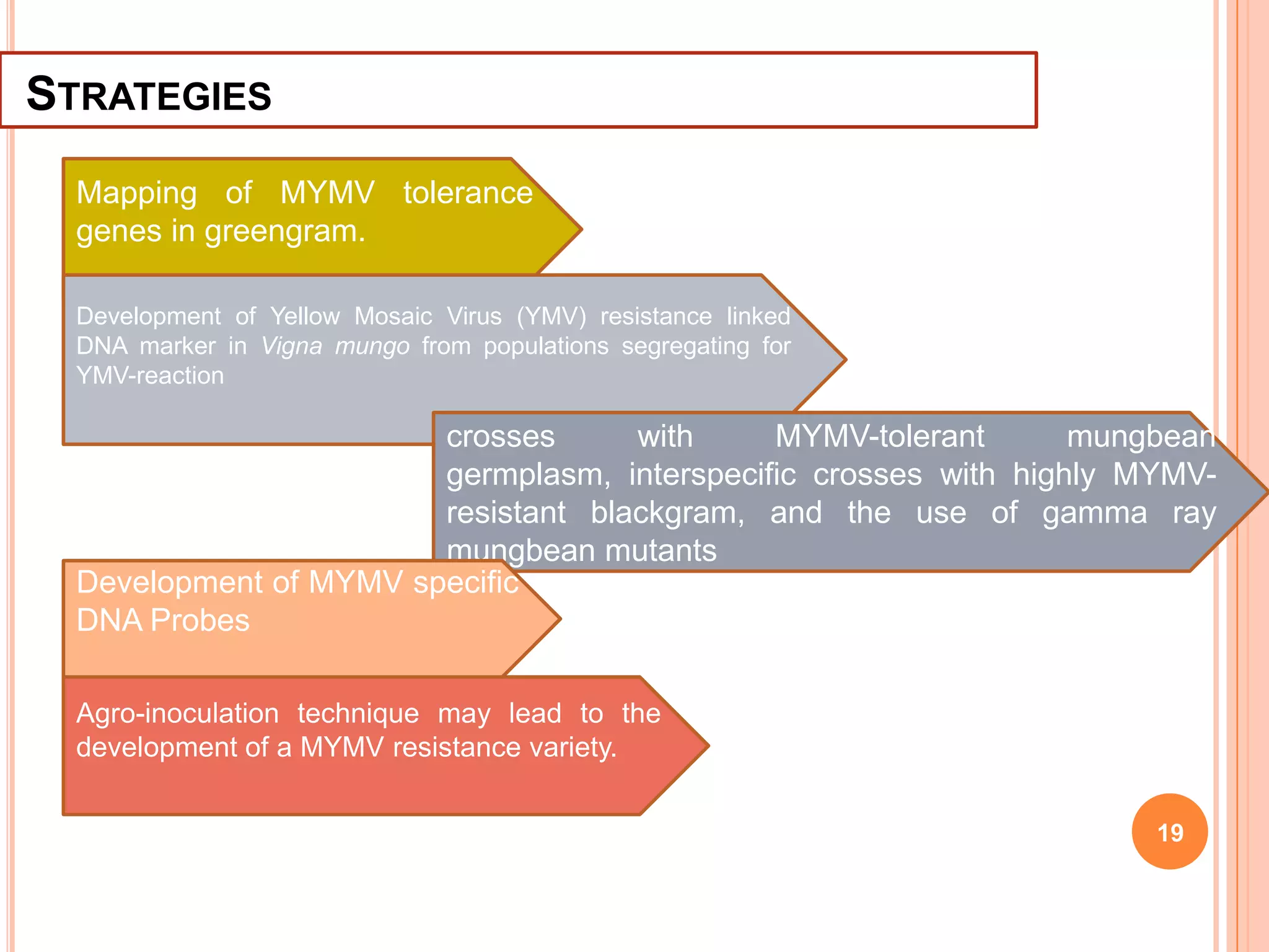 19
STRATEGIES
Mapping of MYMV tolerance
genes in greengram.
Development of Yellow Mosaic Virus (YMV) resistance linked
DNA marker in Vigna mungo from populations segregating for
YMV-reaction
crosses with MYMV-tolerant mungbean
germplasm, interspecific crosses with highly MYMV-
resistant blackgram, and the use of gamma ray
mungbean mutants
Development of MYMV specific
DNA Probes
Agro-inoculation technique may lead to the
development of a MYMV resistance variety.
 