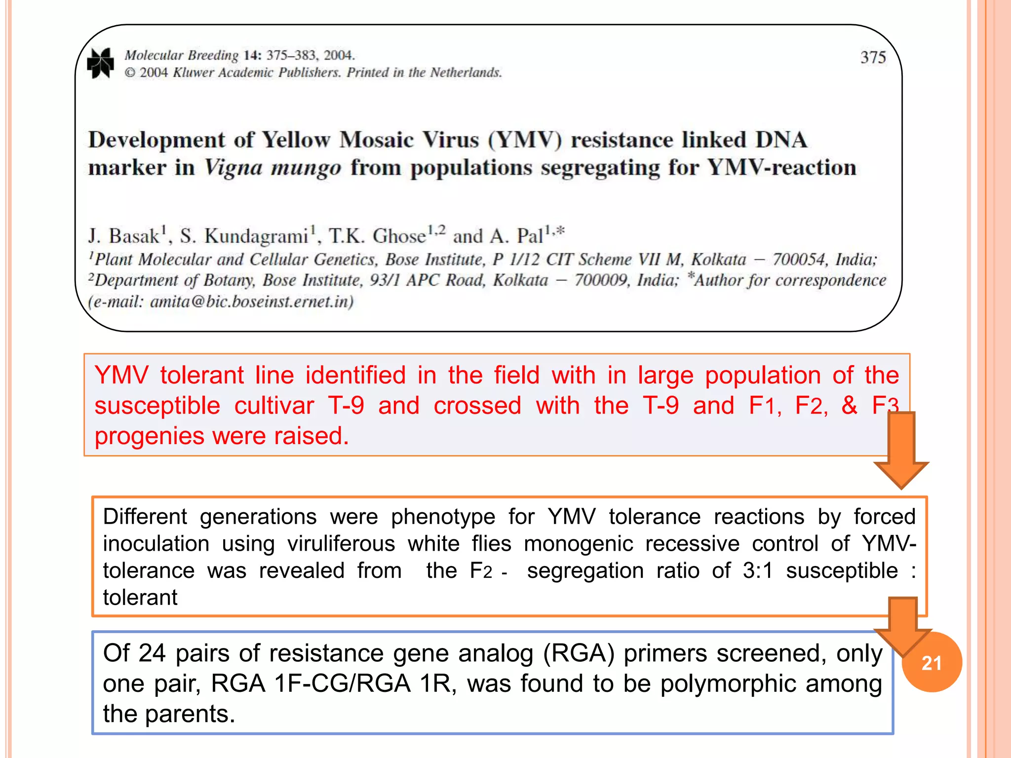 21
YMV tolerant line identified in the field with in large population of the
susceptible cultivar T-9 and crossed with the T-9 and F1, F2, & F3
progenies were raised.
Different generations were phenotype for YMV tolerance reactions by forced
inoculation using viruliferous white flies monogenic recessive control of YMV-
tolerance was revealed from the F2 - segregation ratio of 3:1 susceptible :
tolerant
Of 24 pairs of resistance gene analog (RGA) primers screened, only
one pair, RGA 1F-CG/RGA 1R, was found to be polymorphic among
the parents.
 