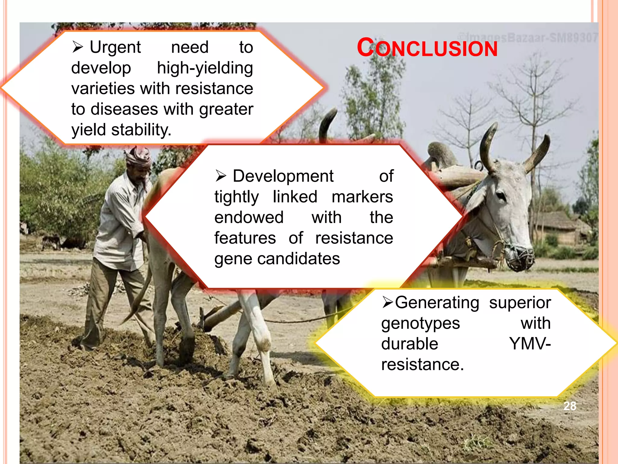 28
CONCLUSION Urgent need to
develop high-yielding
varieties with resistance
to diseases with greater
yield stability.
 Development of
tightly linked markers
endowed with the
features of resistance
gene candidates
Generating superior
genotypes with
durable YMV-
resistance.
 