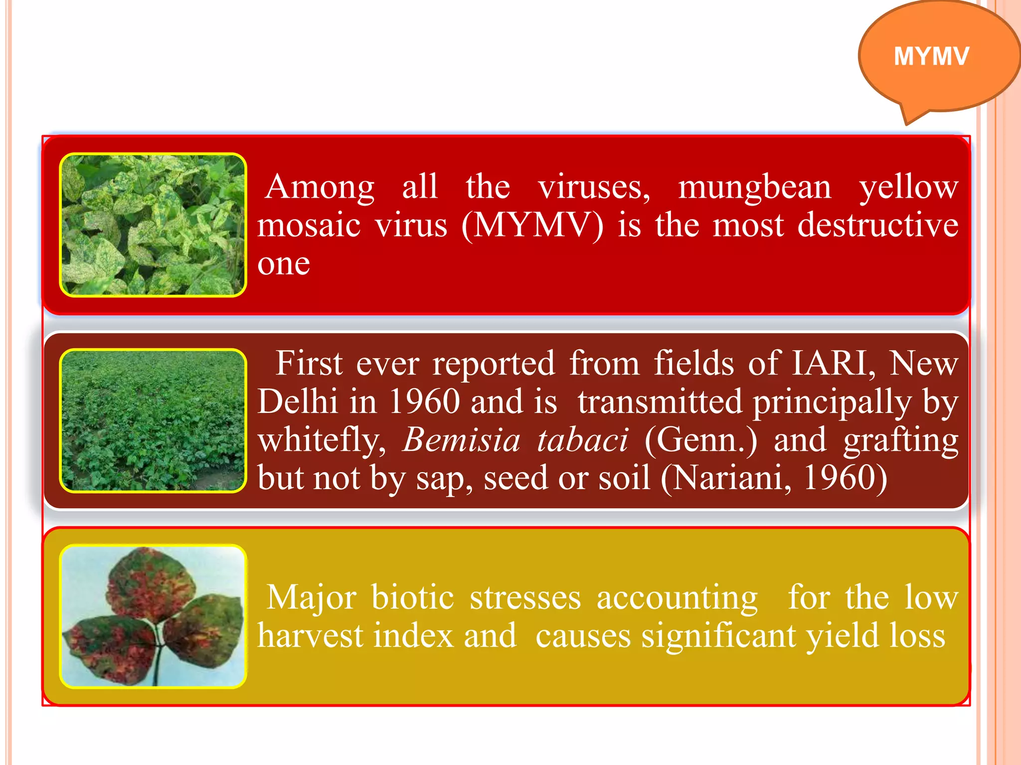 Among all the viruses, mungbean yellow
mosaic virus (MYMV) is the most destructive
one
First ever reported from fields of IARI, New
Delhi in 1960 and is transmitted principally by
whitefly, Bemisia tabaci (Genn.) and grafting
but not by sap, seed or soil (Nariani, 1960)
Major biotic stresses accounting for the low
harvest index and causes significant yield loss
MYMV
 