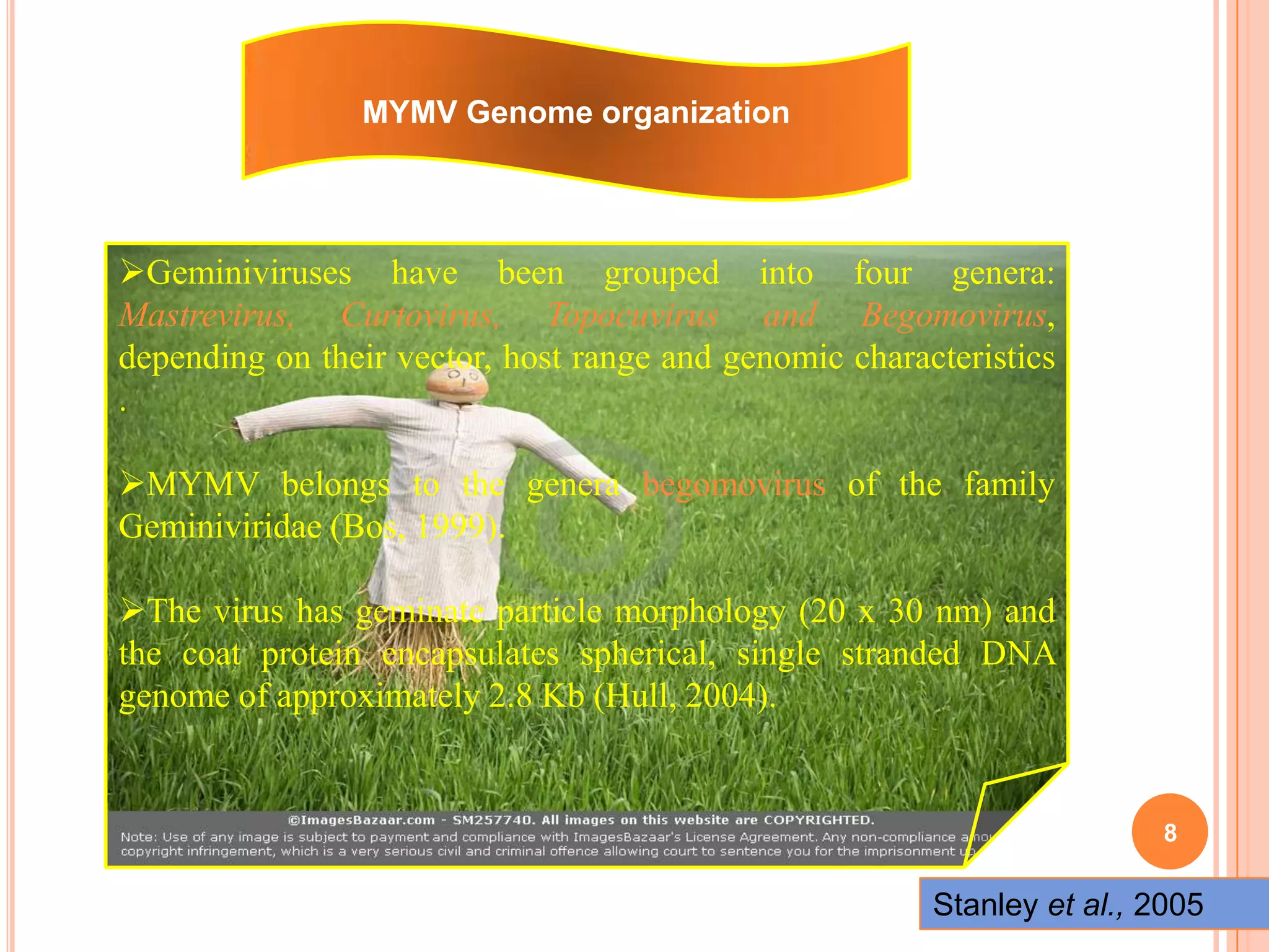 8
Geminiviruses have been grouped into four genera:
Mastrevirus, Curtovirus, Topocuvirus and Begomovirus,
depending on their vector, host range and genomic characteristics
.
MYMV belongs to the genera begomovirus of the family
Geminiviridae (Bos, 1999).
The virus has geminate particle morphology (20 x 30 nm) and
the coat protein encapsulates spherical, single stranded DNA
genome of approximately 2.8 Kb (Hull, 2004).
MYMV Genome organization
Stanley et al., 2005
 