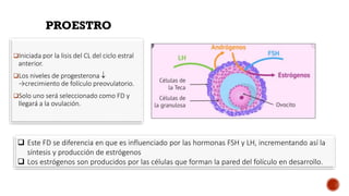 Proestro Fisiologia del ciclo_reproductivo_de_los_mamiferos | PDF