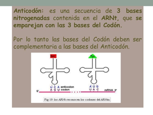 Anticodon Definicion Pdf