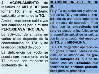 2. ACOPLAMIENTO de
residuos de MIT y DIT para
formar T3, en el extremo
carboxilo terminal de la TG.
Ambas reacciones oxidativas
son catalizadas por la misma
PEROXIDASA TIROIDEA.
La actividad de síntesis en
varios sitios depende de la
concentración de TSH y de
la disponibilidad de yodo.
La deficiencia de yodo se
asocia con incremento en la
T3 tiroidea con respecto al
contenido de T4.
Footer Text
REABSORCION DEL COLOI-
DE.
T4 y T3 se sintetizan y almace-
nan en la TG y por tanto la pro-
teólisis es una parte importante
del proceso de secreción. Y se
inicia con la endocitosis del
coloide desde la luz folicular en
la superficie apical de la célula,
con la participación del receptor
de TG, una MEGALINA.
Esta TG “ingerida” aparece co-
mo gotas intracelulares de co-
loide en el interior de los grá-
nulos subapicales, que se fu-
sionan con los lisosomas que
contienen las enzimas proteolí-
ticas para su proteólisis.
 