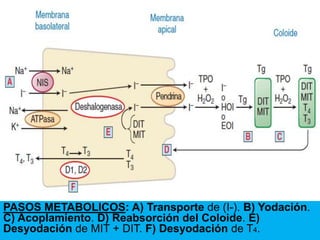9/19/2020 Footer Text 13
PASOS METABOLICOS: A) Transporte de (I-). B) Yodación.
C) Acoplamiento. D) Reabsorción del Coloide. E)
Desyodación de MIT + DIT. F) Desyodación de T4.
 