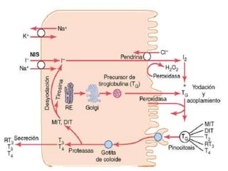 9/19/2020 Footer Text 14
 