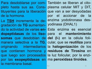También se liberan al cito-
plasma celular MIT y DIT,
que van a ser desyodadas
por el accionar de la
enzima yodotironasa des-
yodinasa (DHAL1)
Esta enzima es esencial
para el mantenimiento
del (I-) en la célula foli-
cular, que se reutiliza para
la halogenización de los
residuos de Tirosina en
la luz folicular, por la enzi-
ma peroxidasa tiroidea.
9/19/2020 Footer Text 16
Para desdoblarse por com-
pleto hasta sus aa. Cons-
tituyentes para la liberación
de la hormona.
La TSH incrementa la de-
gradación de TG aumentan-
do la actividad de varias en-
dopeptidasas de los liso-
somas que desdoblan de
manera selectiva a la TG,
originando intermediarios
que contienen hormona y
que luego son procesados
por las exopeptidasas en
la membrana basal.
 