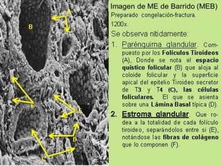 TIROIDES.
9/19/2020 Footer Text 4
 