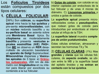 9/19/2020 5
Los Folículos Tiroideos
están compuestos por dos
tipos celulares:
1. CÉLULA FOLICULAR:
(99%) Son cúbicas, su superficie
apical mira hacia la luz quística y
pre-senta microvellosidades, con
un núcleo redondo basófilo y su
su-perficie basal se asienta sobre
una Membrana Basal típica. Su
citoplasma es moderadamente
basófilo y presenta vesículas a-
picales eosinófilas (H/E) PAS+.
Con ME se observa un RER desa-
rrollado de ubicación basolateral,
un aparato de Golgi Supranuclear,
Mitocondrias dispersas y Vesícu-
las apicales de 3 tipos: a) Gránu-
los subapicales, 200 nm de diá-
metro con tiroglobulina en su inte-
rior para liberar por exocitosis su
contenido a la luz folicular.
 