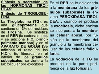 9/19/2020 7
En el RER se le adicionada
a la membrana de los grá-
nulos subapicales la en-
zima PEROXIDASA TIROI-
DEA, y cuando se produce
la exocitosis, dicha enzima
se incorpora a la membra-
na celular apical, por fu-
sión de la membrana del
gránulo a la membrana ce-
lular de las células folicu-
lares.
La yodación de la TG se
produce en la parte peri-
férica de la luz folicular.
Síntesis y secreción de
las HORMONAS TIROI-
DEAS:
Síntesis de TIROGLOBU-
LINA
La Tiroglobulina (TG), es
una glucoproteína que
contiene un 3% de residuos
de Tirosina. Se sintetiza
en el RER (la cadena de aa.
y se adiciona H.C. princi-
palmente manosa) y en el
APARATO DE GOLGI (Se
adiciona el resto de los
H.C.). Es liberada en el
interior de los gránulos
subapicales, se vierte a la
luz folícular por exocitosis.
 
