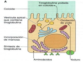 9/19/2020 Footer Text 8
 