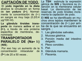 9/19/2020 9
La TSH estimula la expresión
génica de NIS y favorece su in-
serción en la membrana celular
basal. La disminución de las
reservas de yodo tiroideo incre-
menta la captación de yodo.
El NIS se ha identificado en mu-
chos otros tejidos mantienen la
concentración de (I−) por arri-
ba de la que se encuentra en
sangre. ;
1. Las glándulas salivales.
2. Mucosa gástrica.
3. Porción media del intestino
delgado.
4. Plexo coroideo.
5. Piel.
6. Glándula mamaria.
7. Placenta.
CAPTACIÓN DE YODO.
El yodo ingerido en la dieta
alcanza la circulación en forma
de ion yoduro (I−). Normal-
mente la concentración de (I−)
en sangre es muy baja (0.2/0.4
μg/100 ml).
La glándula tiroides trans-
porta de manera activa el ion
(I−), a través de una proteína
específica de membrana, de-
nominada
TRANSPORTADOR
PARALELO DE (Na+ I-)
(NIS).
Por eso hay un aumento de la
concentración intracelular de
(I−) de 20 a 50 veces .
 